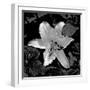 White Lily II-Rita Crane-Framed Photographic Print