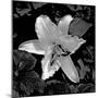 White Lily II-Rita Crane-Mounted Photographic Print