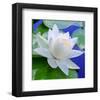 White Lily in Blue Water-null-Framed Art Print