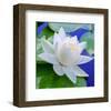 White Lily in Blue Water-null-Framed Art Print