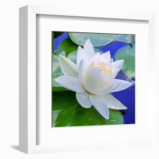 White Lily in Blue Water-null-Framed Art Print