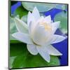 White Lily in Blue Water-null-Mounted Art Print