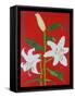 White lily on a red background no.2, 2008-Timothy Nathan Joel-Framed Stretched Canvas