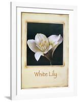 White Lily-Richard Penn-Framed Art Print