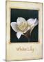 White Lily-Richard Penn-Mounted Art Print