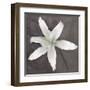 White Lily-Erin Clark-Framed Art Print