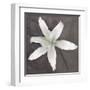 White Lily-Erin Clark-Framed Art Print