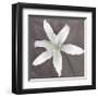 White Lily-Erin Clark-Framed Giclee Print