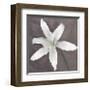 White Lily-Erin Clark-Framed Giclee Print