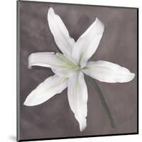 White Lily-Erin Clark-Mounted Giclee Print