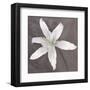 White Lily-Erin Clark-Framed Art Print