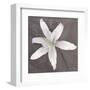 White Lily-Erin Clark-Framed Art Print