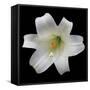 White Lily-Jim Christensen-Framed Stretched Canvas