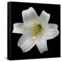 White Lily-Jim Christensen-Framed Stretched Canvas