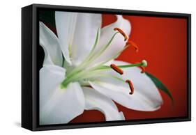 White Lily-Gail Peck-Framed Stretched Canvas