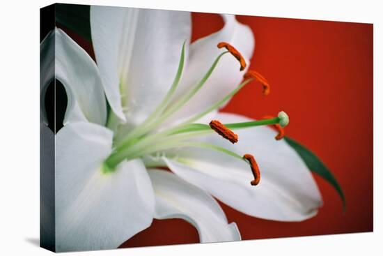 White Lily-Gail Peck-Stretched Canvas