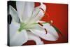 White Lily-Gail Peck-Stretched Canvas