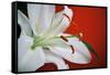 White Lily-Gail Peck-Framed Stretched Canvas