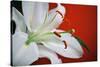 White Lily-Gail Peck-Stretched Canvas