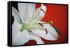 White Lily-Gail Peck-Framed Stretched Canvas