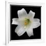 White Lily-Jim Christensen-Framed Photographic Print