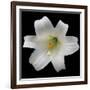 White Lily-Jim Christensen-Framed Photographic Print