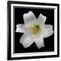 White Lily-Jim Christensen-Framed Photographic Print