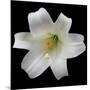 White Lily-Jim Christensen-Mounted Photographic Print