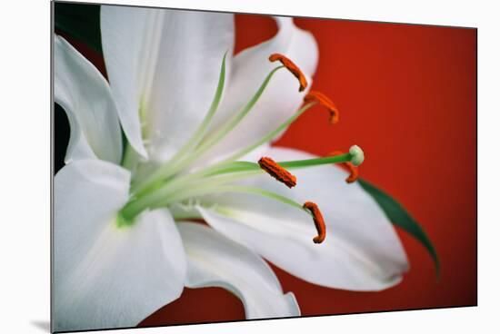 White Lily-Gail Peck-Mounted Photographic Print