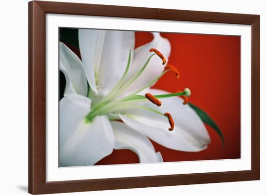 White Lily-Gail Peck-Framed Photographic Print