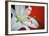 White Lily-Gail Peck-Framed Photographic Print