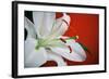 White Lily-Gail Peck-Framed Photographic Print