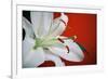 White Lily-Gail Peck-Framed Photographic Print