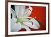 White Lily-Gail Peck-Framed Photographic Print