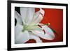 White Lily-Gail Peck-Framed Photographic Print