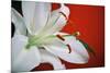 White Lily-Gail Peck-Mounted Photographic Print