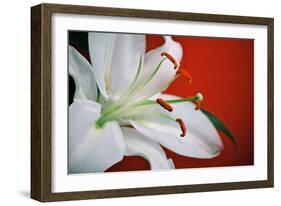 White Lily-Gail Peck-Framed Photographic Print