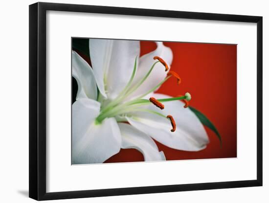 White Lily-Gail Peck-Framed Photographic Print