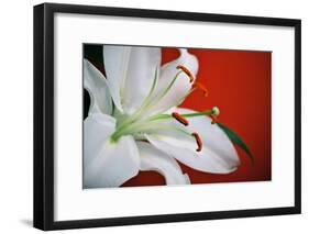 White Lily-Gail Peck-Framed Photographic Print