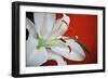 White Lily-Gail Peck-Framed Photographic Print