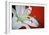 White Lily-Gail Peck-Framed Photographic Print