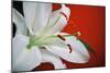 White Lily-Gail Peck-Mounted Photographic Print