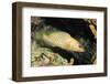White-Lined Grouper-Hal Beral-Framed Photographic Print