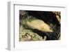 White-Lined Grouper-Hal Beral-Framed Photographic Print