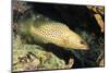 White-Lined Grouper-Hal Beral-Mounted Photographic Print