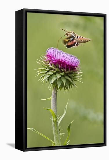 White-Lined Sphinx Moth (Hyles Lineata) Feeding on Thistle, Texas, USA-Larry Ditto-Framed Stretched Canvas