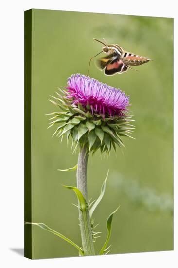 White-Lined Sphinx Moth (Hyles Lineata) Feeding on Thistle, Texas, USA-Larry Ditto-Stretched Canvas