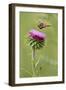 White-Lined Sphinx Moth (Hyles Lineata) Feeding on Thistle, Texas, USA-Larry Ditto-Framed Photographic Print