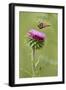 White-Lined Sphinx Moth (Hyles Lineata) Feeding on Thistle, Texas, USA-Larry Ditto-Framed Photographic Print