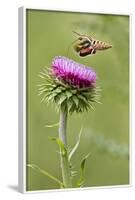 White-Lined Sphinx Moth (Hyles Lineata) Feeding on Thistle, Texas, USA-Larry Ditto-Framed Photographic Print